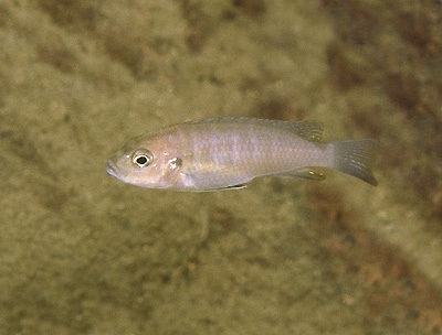 Cynotilapia sp. 'lion ntekete' Liwani